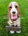picture of Cocker spaniel Statue Cocker spaniel figurine