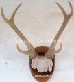 picture of DEER ANTLER TROPHY WALL MOUNT STATUE