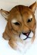 picture of MOUNTAIN LION HEAD WALL MOUNT STATUE