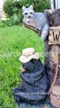 picture of BEAR RACOON WITH SOLAR LIGHT STATUE SOLAR BEAR RACOON LANTERN FI