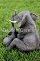 picture of ELEPHANT WITH BABY ELEPHANT STATUE