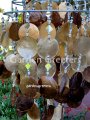 picture of SOLAR CAPIZ SHELL WINDCHIMES/CHANDELIER amber/gold CAPIZ CHIMES