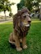 picture of AFRICAN LION STATUE LION STATUE