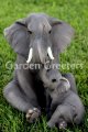 picture of ELEPHANT WITH BABY ELEPHANT STATUE