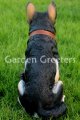 picture of GERMAN SHEPHERD STATUE