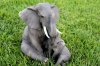 picture of ELEPHANT WITH BABY ELEPHANT STATUE