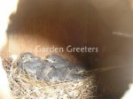 picture of New Bird