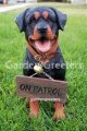picture of ROTTWEILER STATUE ROTTWEILER FIGURINE