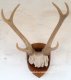 picture of DEER ANTLER TROPHY WALL MOUNT STATUE