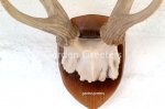 picture of DEER ANTLER TROPHY WALL MOUNT STATUE