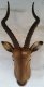 picture of ANTELOPE HEAD WALL MOUNT STATUE