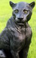 picture of BLACK PANTHER STATUE