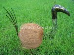 picture of COCONUT BIRD - MEDIUM HAIRY