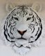 picture of WHITE TIGER HEAD WALL MOUNT STATUE