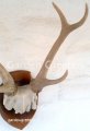 picture of DEER ANTLER TROPHY WALL MOUNT STATUE