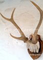 picture of DEER ANTLER TROPHY WALL MOUNT STATUE