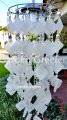 picture of SOLAR CAPIZ SHELL WINDCHIMES/CHANDELIER WHITE SQUARE CAPIZ WITH