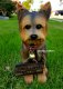 picture of YORKIE YORKSHIRE TERRIER STATUE YORKIE FIGURINE