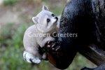 picture of BEAR ON SWING