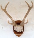 picture of DEER ANTLER TROPHY WALL MOUNT STATUE