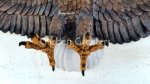 picture of AMERICAN BALD EAGLE WALL PLAQUE STATUE