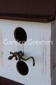 picture of BIRDHOUSE GECKO