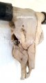 picture of LARGE-LONG-HORN-COW-HEAD-SKULL-LONGHORN STEER WALL MOUNT