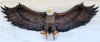 picture of AMERICAN BALD EAGLE WALL PLAQUE STATUE