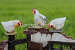 picture of CHICKEN ROOSTER FAMILY STATUE
